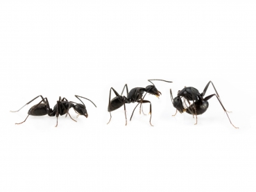 Camponotus japonicus